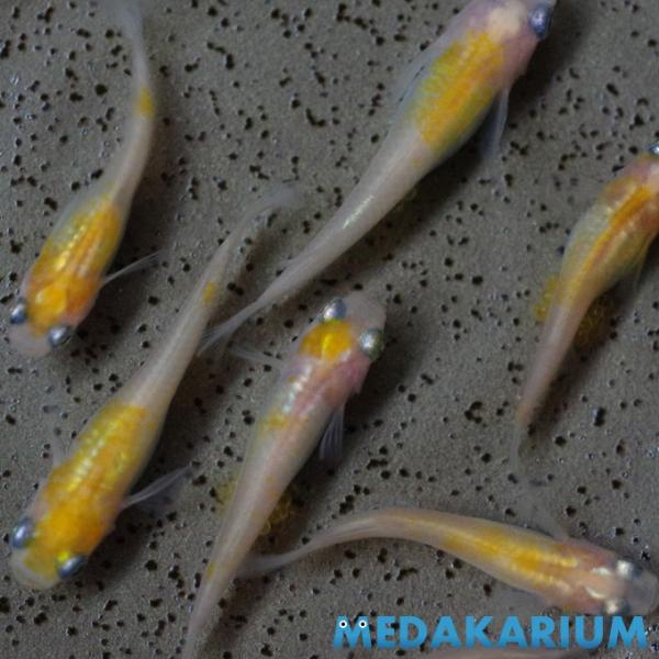 メダカ　カブキ親サイズ6匹　5000円 medakarium_medakarium05