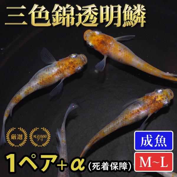 メダカ 三色錦透明鱗 めだか 1ペア+α 生体 成魚 レビュー特典（産卵床＆餌）あり