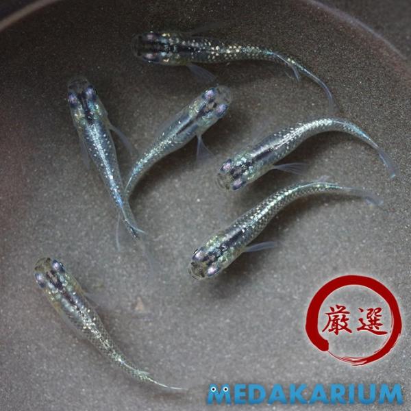 ブルースターダスト メダカ めだか M Lサイズ 3ペア Buyee Buyee Japanese Proxy Service Buy From Japan Bot Online