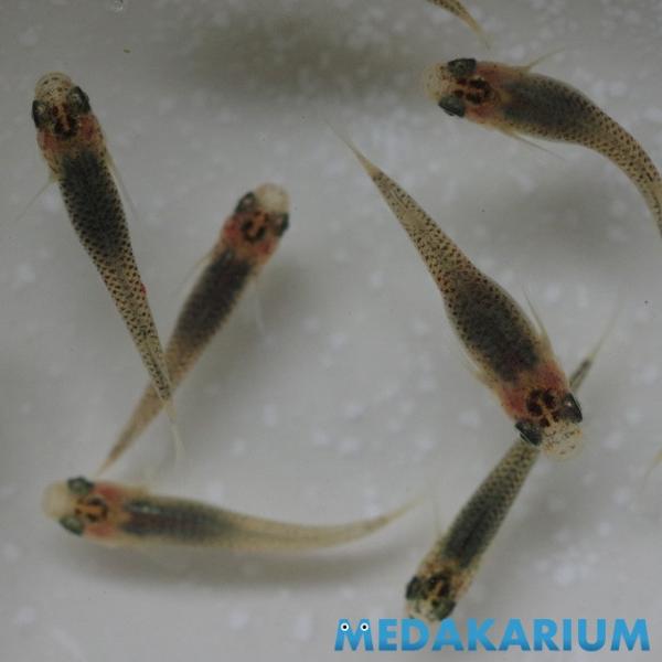 メダカ オーロラ めだか 1ペア+α 生体 成魚 レビュー特典（産卵床＆餌）あり