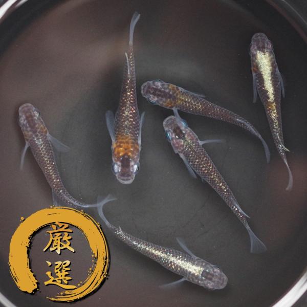 メダカ オーロラ黄ラメ みんな探してる人気モノ メダカ オーロラ黄ラメ ペット ペットグッズ