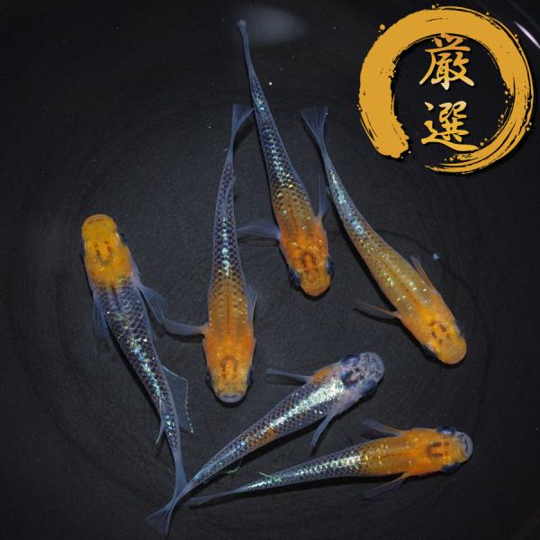 メダカ オーロラ黄ラメ みんな探してる人気モノ メダカ オーロラ黄ラメ ペット ペットグッズ