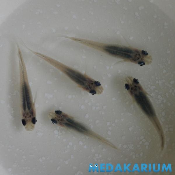 メダカ スケルトンパンダ幹之 めだか 1ペア+α 生体 成魚 レビュー特典（産卵床＆餌）あり