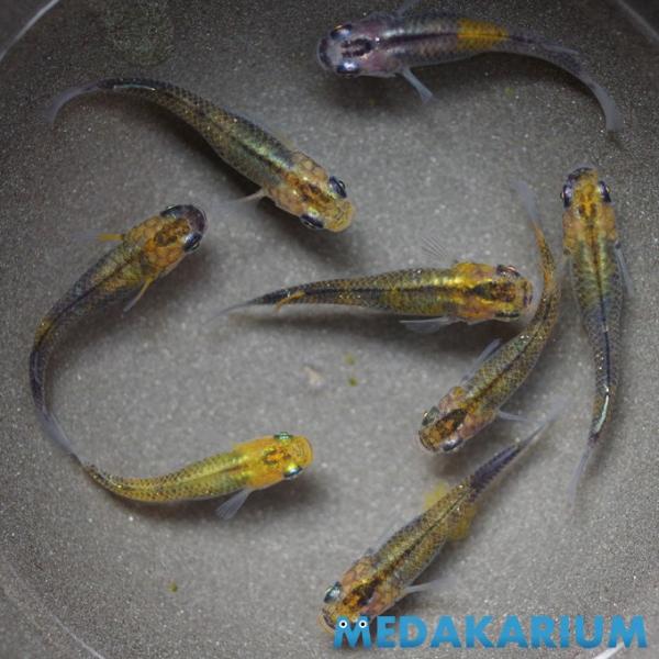 メダカ オーロラブラック 黄色タイプ めだか 1ペア+α 生体 成魚 レビュー特典（産卵床＆餌）あり