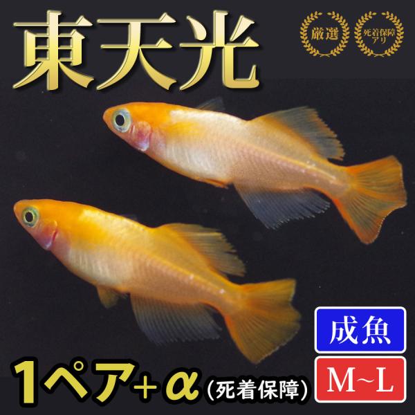 メダカ 東天光 めだか 1ペア+α 生体 成魚 レビュー特典（産卵床＆餌）あり