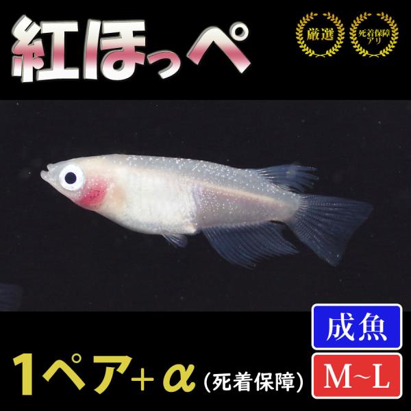 メダカ 紅ほっぺ（片頬含む） めだか 1ペア+α 生体 成魚 レビュー特典（産卵床＆餌）あり