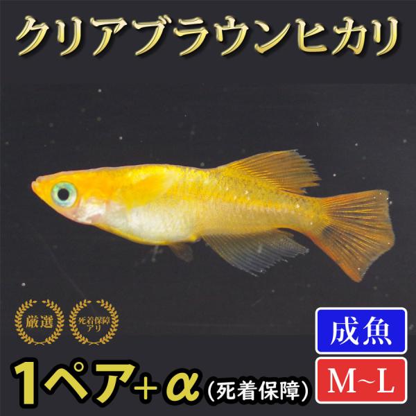 メダカ クリアブラウンヒカリメダカ めだか 1ペア+α 生体 成魚 レビュー特典（産卵床＆餌）あり