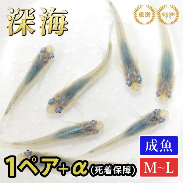 メダカ 深海 めだか 1ペア+α 生体 成魚 レビュー特典（産卵床＆餌）あり