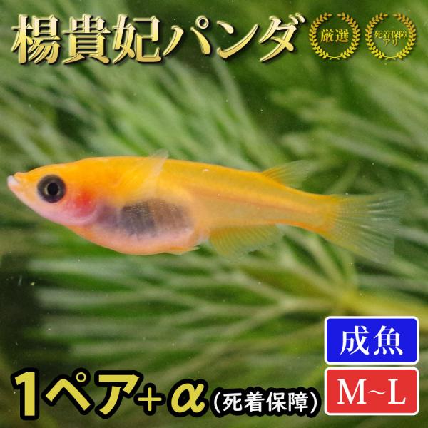 楊貴妃パンダ メダカ めだか （M〜Lサイズ） 1ペア+α 生体 成魚※1ペア+α販売商品です。オス1匹メス1匹の合計2匹に、死着補償分の+αがお届けの商品になります。改良メダカの代表品種である楊貴妃メダカに黒いパンダ目が特徴の品種です。 ...