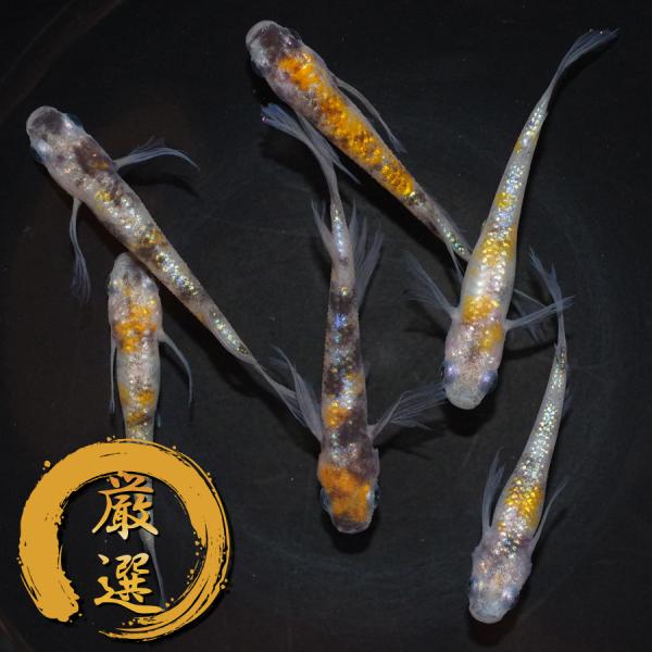 メダカ 獅子流し めだか 3ペア 生体 レビュー特典（産卵床＆餌）あり