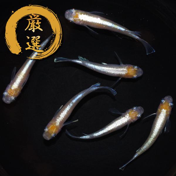 メダカ 天照（アマテラス） めだか 3ペア 生体 レビュー特典（産卵床 