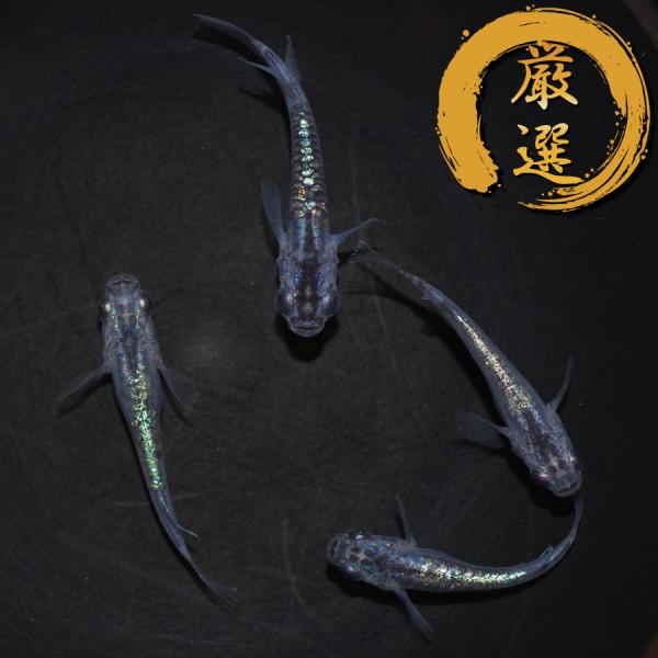 MNF系カガミ鱗色素有り1ペア(若魚)