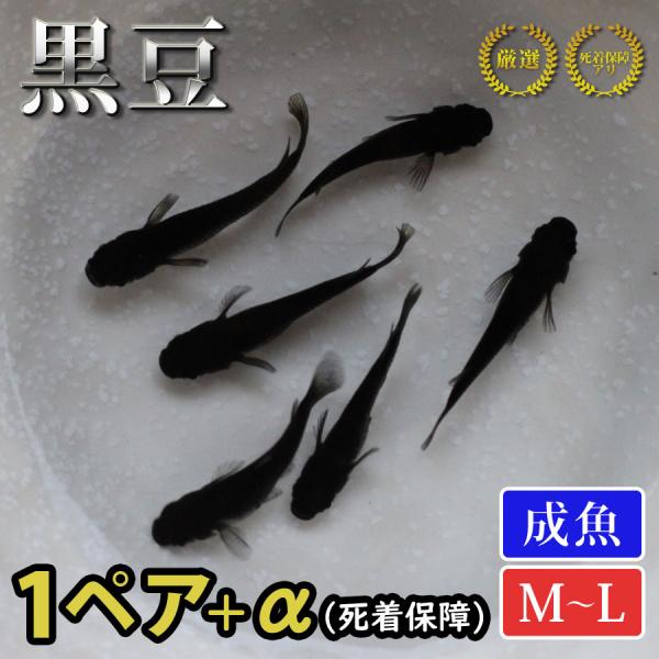 メダカ 黒豆 めだか 1ペア+α 生体 成魚 レビュー特典（産卵床＆餌）あり