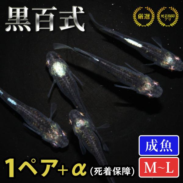 メダカ 黒百式 めだか 1ペア+α 生体 成魚 レビュー特典（産卵床＆餌）あり