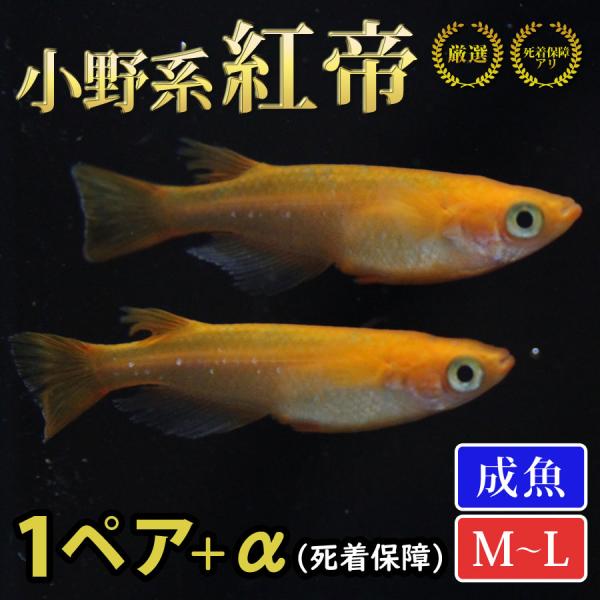 メダカ 小野系 紅帝 めだか 1ペア+α 生体 成魚 レビュー特典（産卵床＆餌）あり
