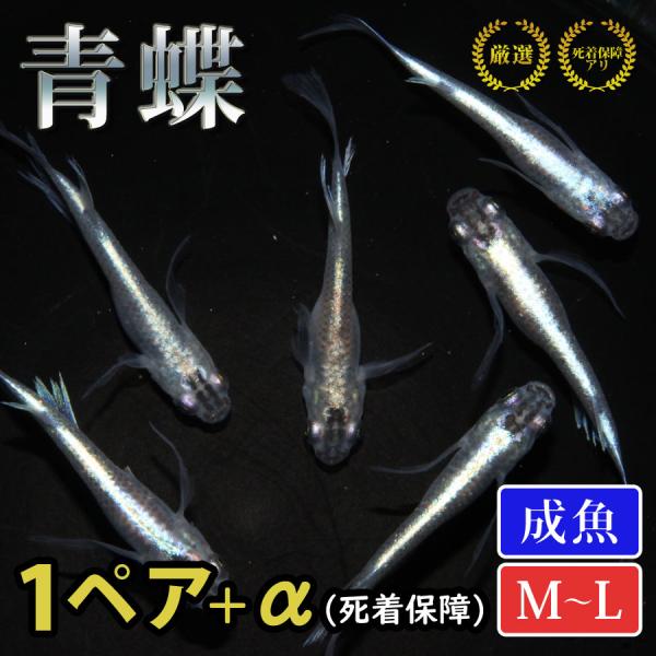 メダカ 青蝶 めだか 1ペア+α 生体 成魚 レビュー特典（産卵床＆餌）あり