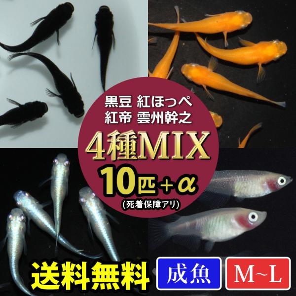 メダカ 人気4種 メダカミックス 10匹+α 送料無料(一部地域除く) 黒豆 紅ほっぺ 紅帝 雲州幹之 生体 成魚 レビュー特典（産卵床＆餌）あり