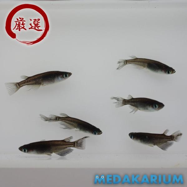 ブラックスワロー メダカ めだか Mサイズ 3ペア Medakarium99g Medakarium 通販 Yahoo ショッピング