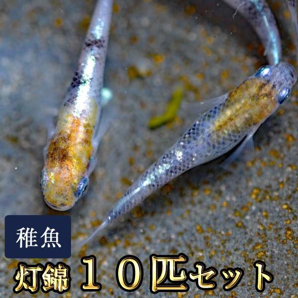 メダカ 灯錦めだか 未選別 稚魚 Ss Sサイズ 10匹セット Akarinisikinijiss10 めだか物語ヤフーショップ 通販 Yahoo ショッピング