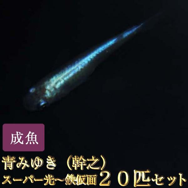 メダカ 青みゆき 幹之 めだかスーパー光 鉄仮面 匹セット 幹之メダカ Aomisp めだか物語ヤフーショップ 通販 Yahoo ショッピング