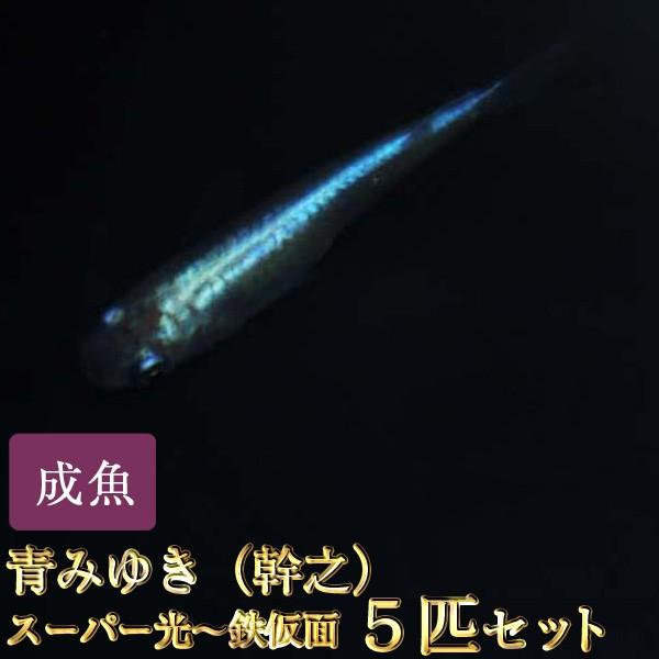 メダカ 青みゆき 幹之 めだかスーパー光 鉄仮面 5匹セット 幹之メダカ Aomisp5 めだか物語ヤフーショップ 通販 Yahoo ショッピング