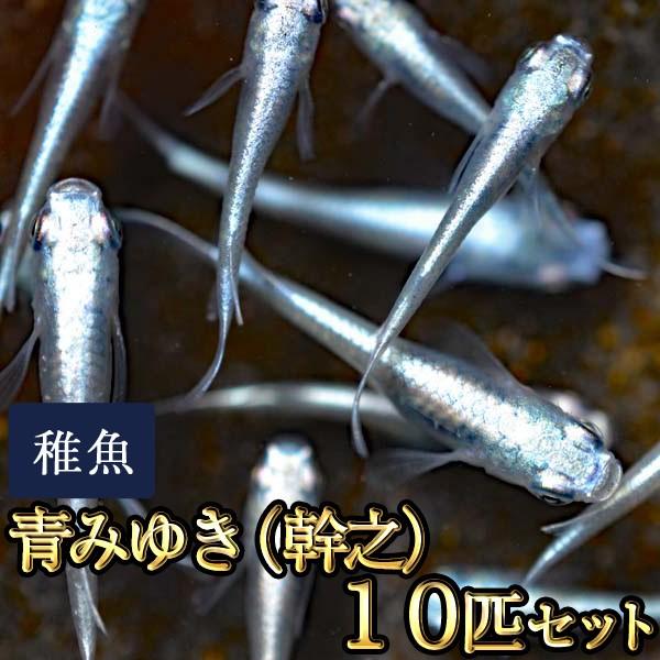 メダカ / 青みゆき（幹之）めだか 未選別 稚魚 SS-Sサイズ 10匹セット / 鉄仮面血統 / 幹之メダカ