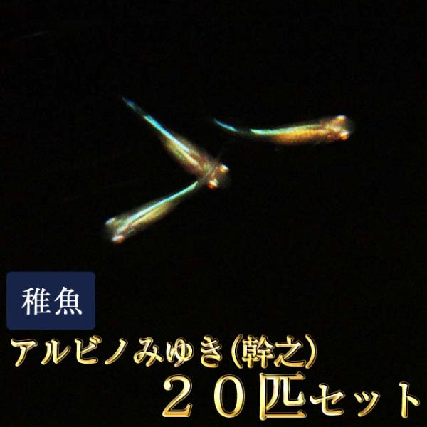メダカ / 送料無料　アルビノみゆき（幹之）めだか 未選別 稚魚 SS-Sサイズ 20匹セット　（※沖縄は別途送料必要）