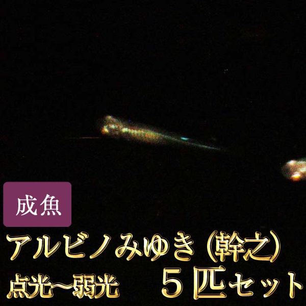 メダカ / アルビノみゆき（幹之）めだか点光〜弱光 5匹セット