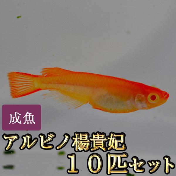 メダカ アルビノ楊貴妃めだか 10匹セット 限定大特価 Arubinoy10 めだか物語ヤフーショップ 通販 Yahoo ショッピング