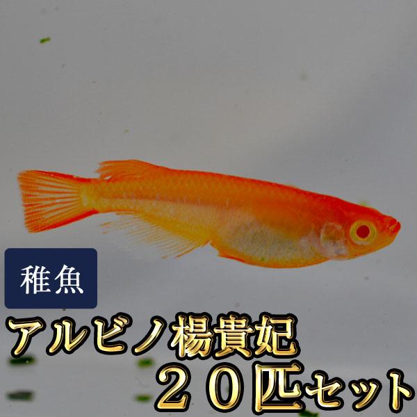 メダカ / 送料無料　アルビノ楊貴妃めだか 未選別 稚魚 SS-Sサイズ 20匹セット　（※沖縄は別途送料必要 ）
