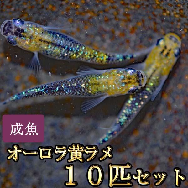 メダカ / オーロラ黄ラメめだか 虹色ラメ 10匹セット : めだか物語