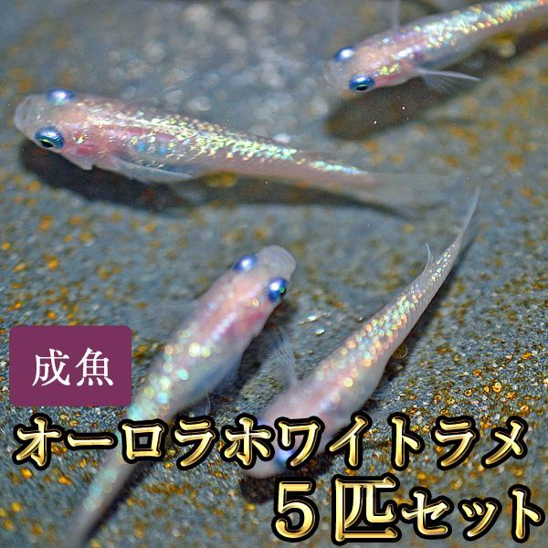 メダカ / オーロラホワイトラメめだか 5匹セット