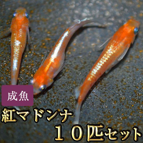 メダカ / 紅マドンナめだか 10匹セット