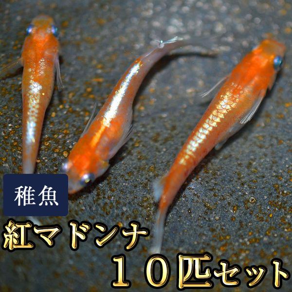メダカ / 紅マドンナめだか 未選別 稚魚 SS-Sサイズ 10匹セット