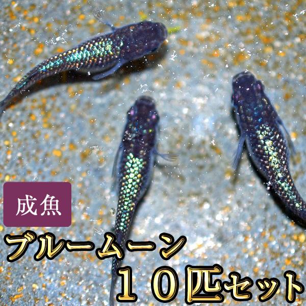 メダカ / ブルームーンめだか 10匹セット