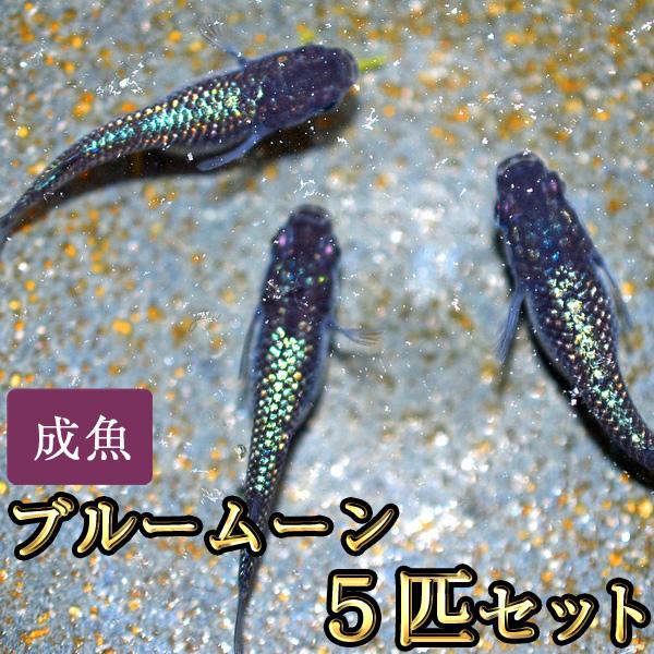 メダカ / ブルームーンめだか 5匹セット