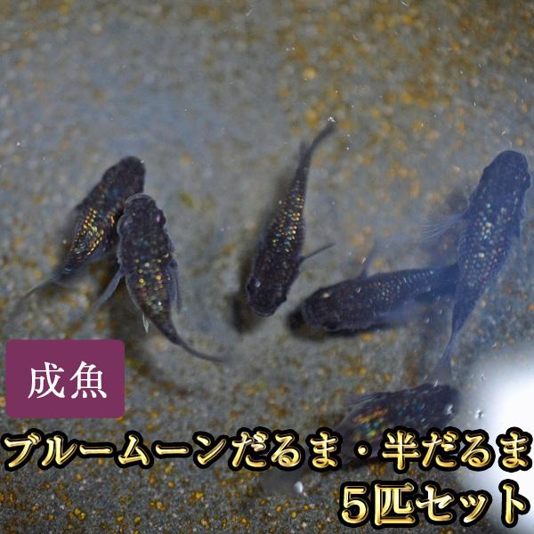 メダカ / ブルームーンだるま・半だるまめだか 5匹セット