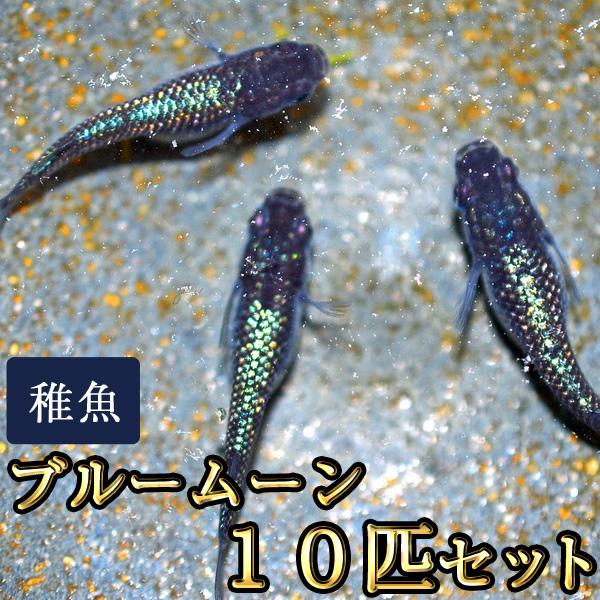 【特徴】写真は親めだかです。黒い体色に青いラメ状の光が入るめだかです。小さいサイズの未選別の個体になりますので、ラメの多い少ないは個体差があります。ラメが出ていない個体等が含まれる場合もございます。【サイズ】生後約1.5ヶ月程度（約１０〜１...
