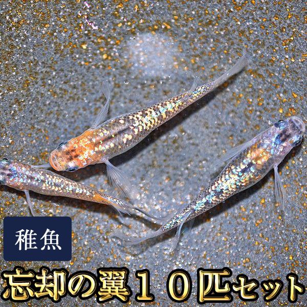 忘却の翼 メダカ / 忘却の翼めだか 未選別 稚魚 SS-Sサイズ 10匹セット : めだか