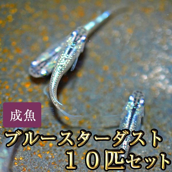 メダカ / ブルースターダストめだか 10匹セット