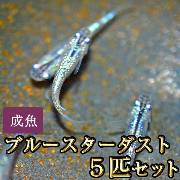 メダカ / ブルースターダストめだか 5匹セット