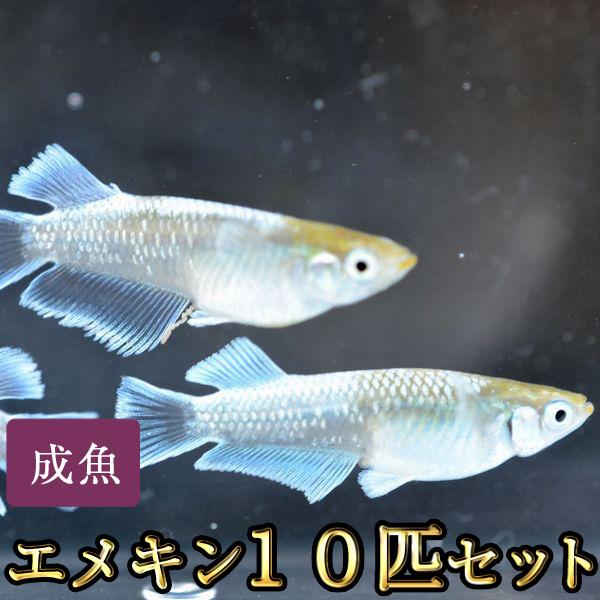 メダカ / エメキン / マリアージュキッシングワイドフィンエメラルドフィンタイプめだか 10匹セット