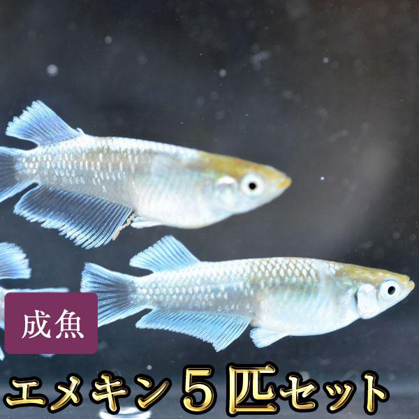 メダカ / エメキン / マリアージュキッシングワイドフィンエメラルドフィンタイプめだか 5匹セット