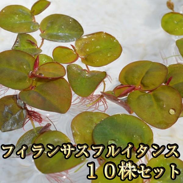 フィランサスフルイタンス 10株セット / めだかの飼育に