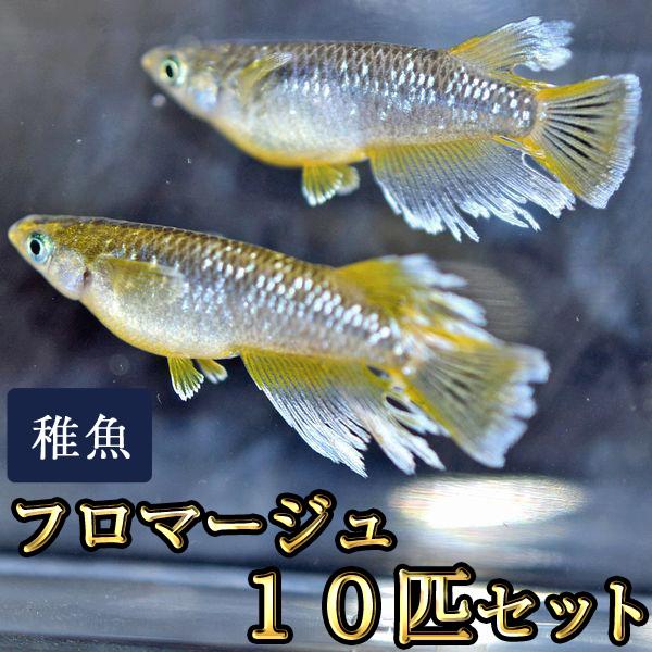 【特徴】写真は親めだかです。黄色がかった体色で、ヒレに特徴を持つめだかです。小さいサイズの未選別の個体になりますので、体色やヒレの特徴などが出ていない個体が含まれる場合があります。未選別の状態で梱包しますので、すべてが写真のようになるとは限...