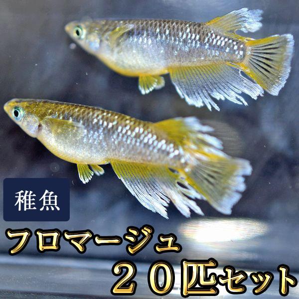 メダカ / 送料無料　フロマージュめだか 未選別 稚魚 SS-Sサイズ 20匹セット　（※沖縄は別途送料必要 ）