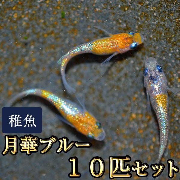 【メダカ】雷霆 幼魚10匹 【発送可】 メダカ レッドクリフ ダークタイプ めだか 幼魚 10匹＋α 改良メダカ