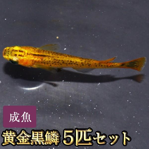 メダカ / 黄金黒鱗めだか 5匹セット
