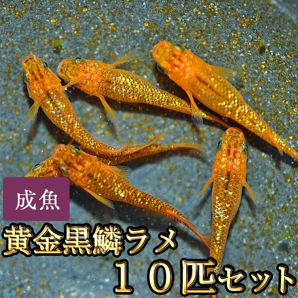 メダカ / 黄金黒鱗ラメめだか 10匹セット