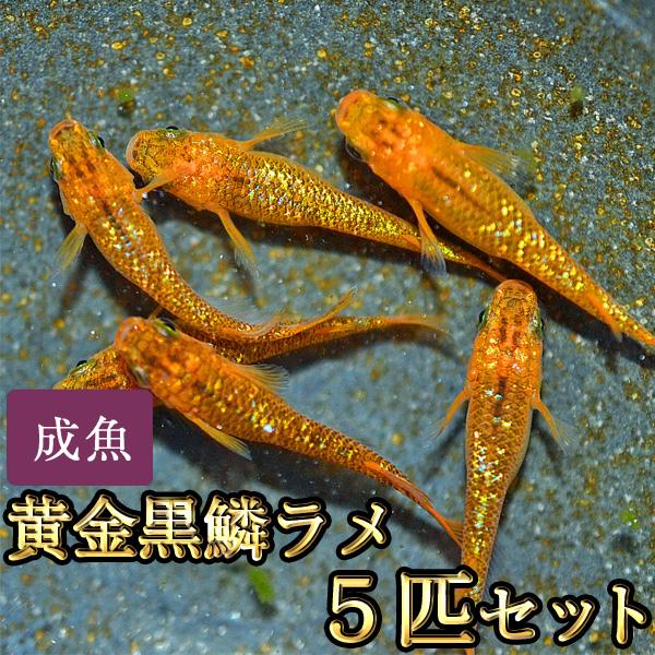メダカ / 黄金黒鱗ラメめだか 5匹セット